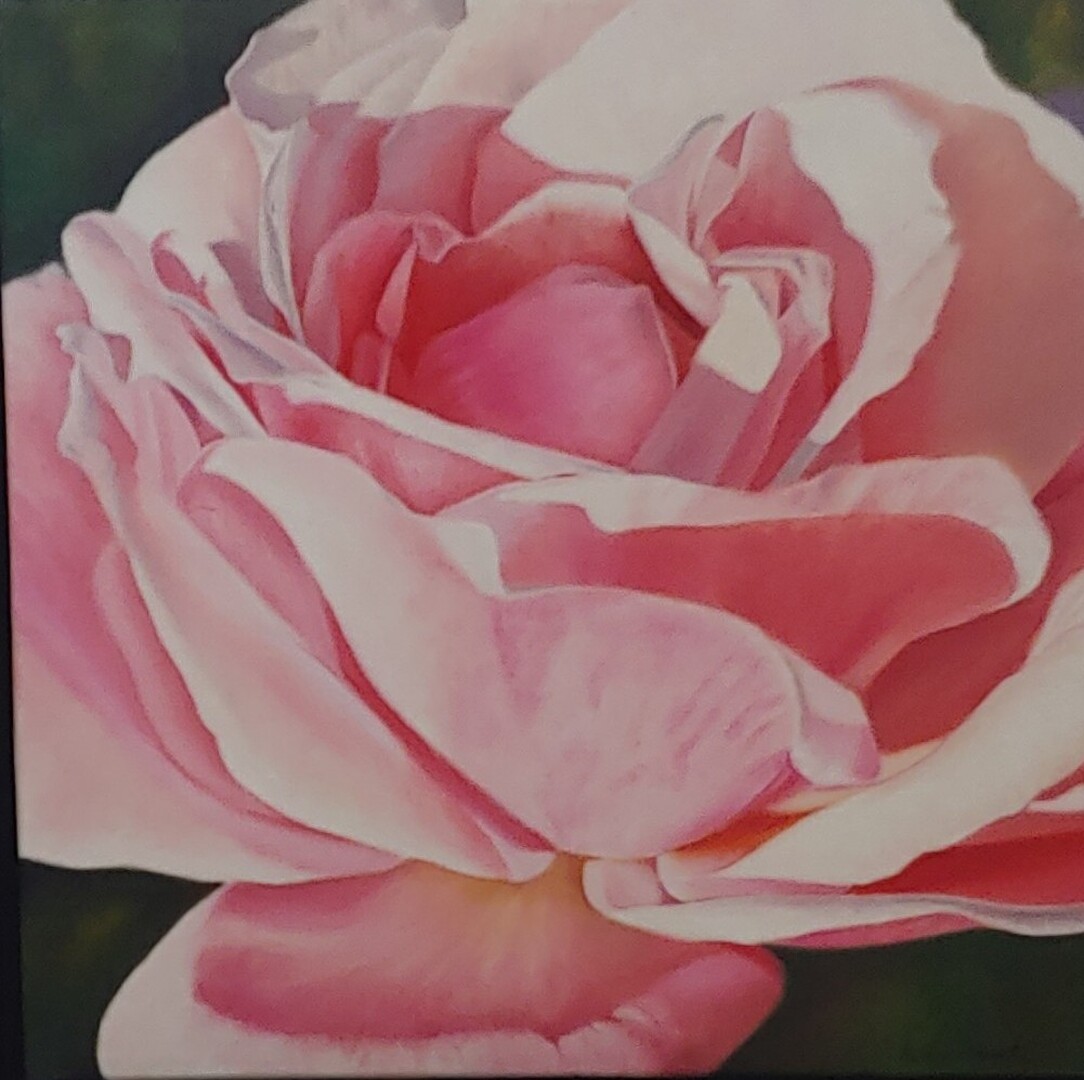 Radiant Rose - 12 x 12 - Oil on Canvas - Michele van Maurik